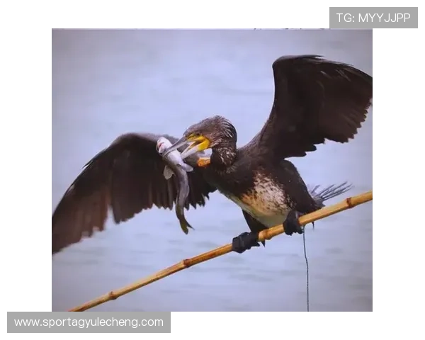 2024年最全AG捕鱼官网地址导航,助你轻松开启精彩捕鱼之旅 2024年最全AG捕鱼官网地址导航,助你轻松开启精彩捕鱼之旅